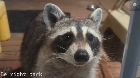 Snapshot of rndmzd chatting on 5, 2, 2025 Ryan aka KeylimeRy online show from 5, 2, 2025