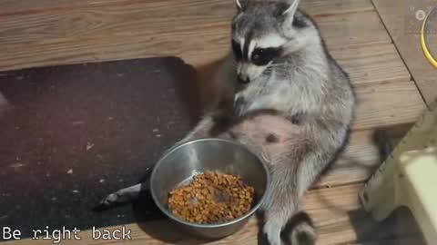 Snapshot of rndmzd chatting on 28, 2, 2025 Ryan aka KeylimeRy online show from 28, 2, 2025