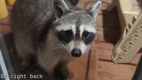 Snapshot of rndmzd chatting on 21, 9, 2025 Ryan aka KeylimeRy online show from 21, 9, 2025