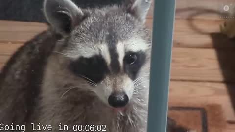 Snapshot of rndmzd chatting on 19, 11, 2025 Ryan aka KeylimeRy online show from 19, 11, 2025