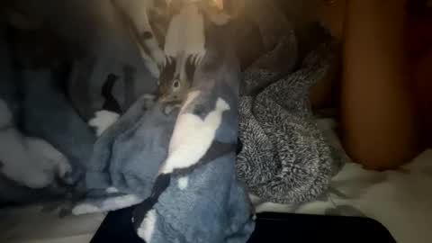 Snapshot of roarmance1 chatting on 30, 10, 2025 roarmance1 online show from 30, 10, 2025