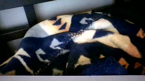 Snapshot of royboy2561 chatting on 6, 2, 2026 Roy Murrin online show from 6, 2, 2026