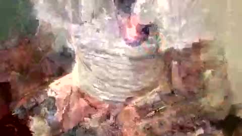 samboiamtho online show from 1, 11, 2025