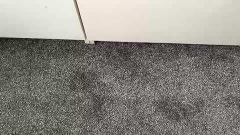 scottyc48 online show from 13, 11, 2025