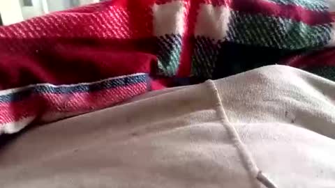 scotycar0408 online show from 16, 3, 2026