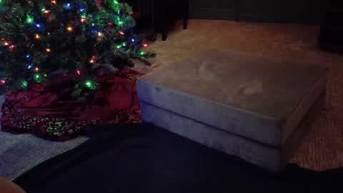 Scout has fun online show from 10, 12, 2024