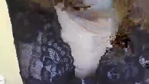 Siren online show from 21, 1, 2025