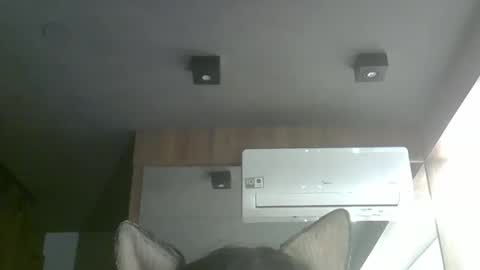 skinnykittencam online show from 5, 10, 2025