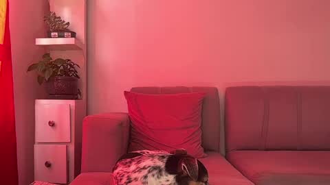 Snapshot of skinnylatin69 chatting on 15, 1, 2025 skinnylatin69 online show from 15, 1, 2025