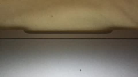 slimthick69couple online show from 1, 10, 2025