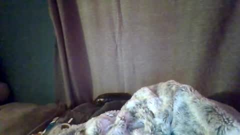 slittiekittie online show from 1, 3, 2026