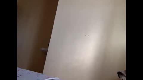Skillibengisaadboy online show from 4, 6, 2026