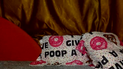 Noname online show from 2, 3, 2026