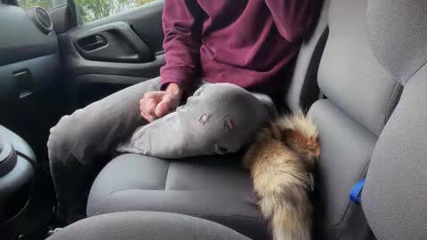 Sondages online show from 6, 11, 2025