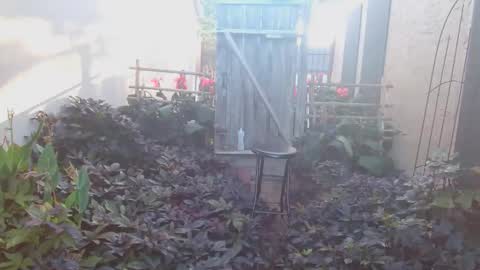 srtxshow online show from 18, 10, 2025