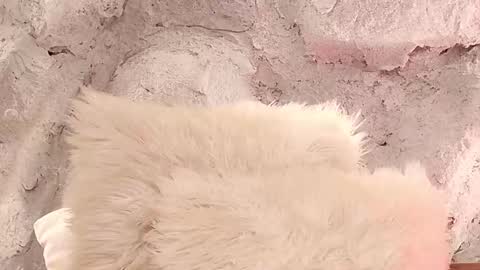 S T E L L A online show from 1, 2, 2026