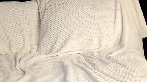 Annie online show from 12, 3, 2025