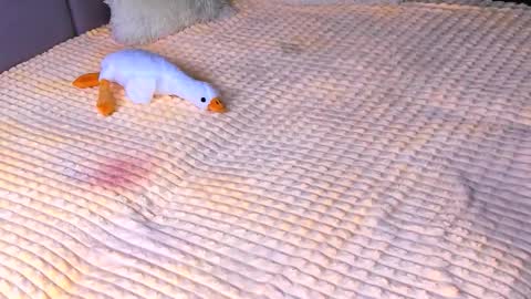 Alice online show from 2, 11, 2025