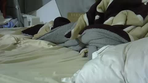 Bellah online show from 8, 3, 2026