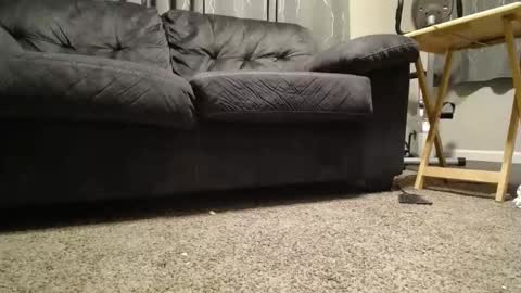 sxtn002 online show from 11, 11, 2025