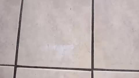 tall6feet7inch online show from 2, 10, 2025