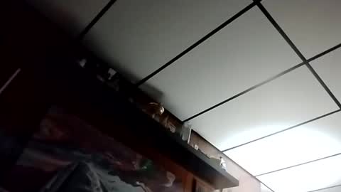 The Man of Steel online show from 27, 10, 2025