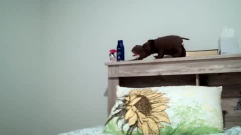 Snapshot of the_sam_ chatting on 8, 2, 2025 the_sam_ online show from 8, 2, 2025