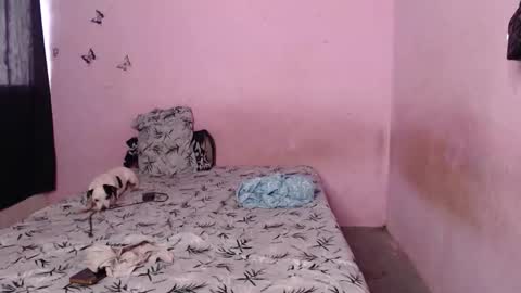 Tiana online show from 6, 11, 2025