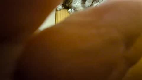 Snapshot of toadinhole chatting on 8, 12, 2024 Toady online show from 8, 12, 2024