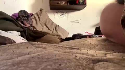 Snapshot of trentlovesitintheass chatting on 18, 12, 2025 trentlovesitintheass online show from 18, 12, 2025