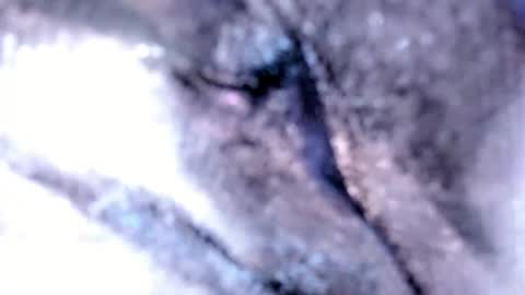 Snapshot of tshotfuckingyanzxx chatting on 12, 2, 2025 Stella Hanlon - - online show from 12, 2, 2025