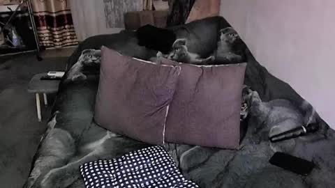 Lana online show from 20, 11, 2025