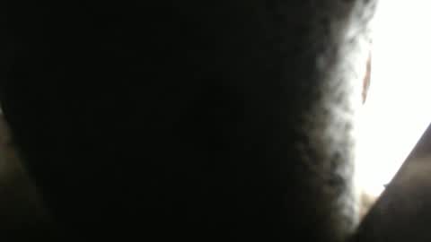 SHENIEL RODRIGUEZ online show from 17, 2, 2026