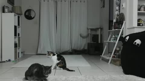 Snapshot of wrenleigh chatting on 12, 1, 2025 Crystal Lake online show from 12, 1, 2025