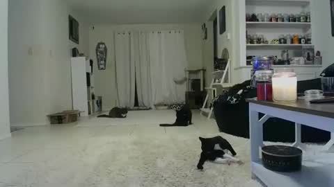 Snapshot of wrenleigh chatting on 19, 10, 2025 Crystal Lake online show from 19, 10, 2025