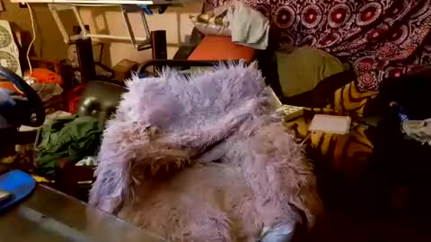 Snapshot of your_dog chatting on 20, 10, 2025 Taylor Tash online show from 20, 10, 2025