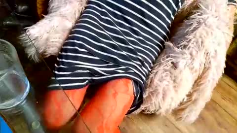 Snapshot of your_dog chatting on 1, 12, 2025 Taylor Tash online show from 1, 12, 2025