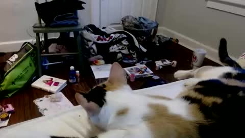 Snapshot of zaddyslilslutbucket chatting on 16, 12, 2025 zaddyslilslutbucket online show from 16, 12, 2025