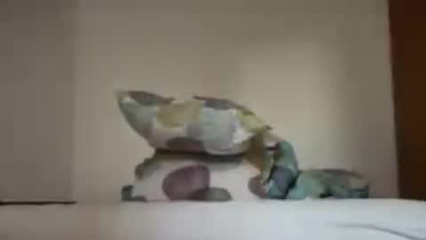 Snapshot of zkopa1234 chatting on 18, 6, 2026 zkopa1234 online show from 18, 6, 2026