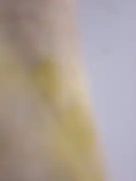 Mane leet online show from 14, 1, 2026