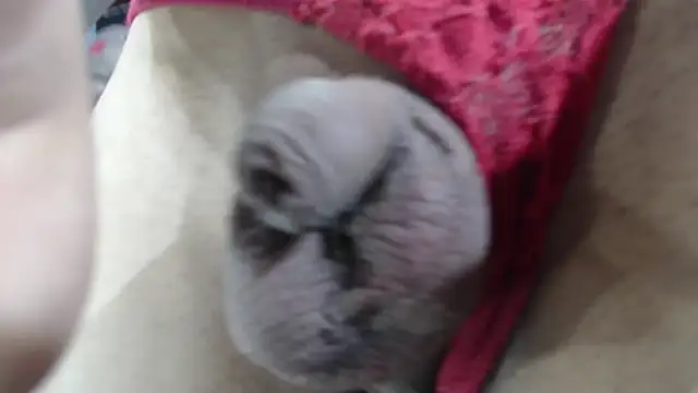 emma onassis 17 online show from 1, 1, 2025