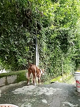 Snapshot of sebasxx97 chatting on 5, 3, 2025 sebasxx97 online show from 5, 3, 2025