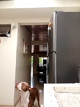 Snapshot of sebasxx97 chatting on 10, 3, 2025 sebasxx97 online show from 10, 3, 2025