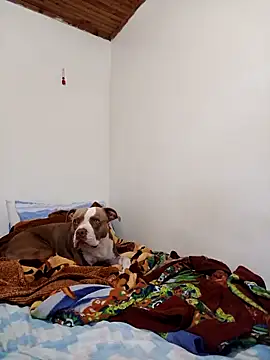 Snapshot of sebasxx97 chatting on 12, 11, 2025 sebasxx97 online show from 12, 11, 2025