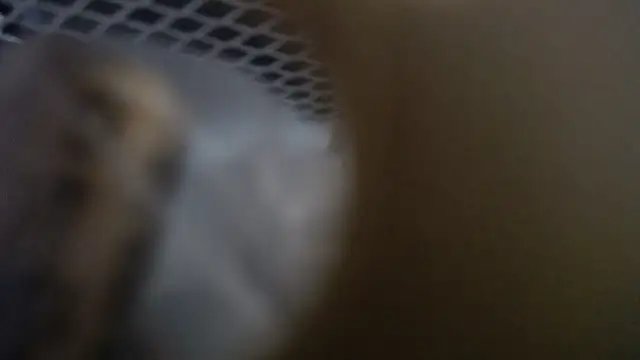 lovense test04 online show from 19, 1, 2026