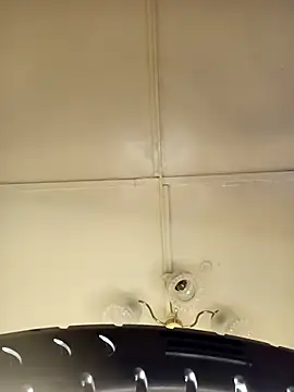    Midnight    online show from 15, 3, 2026