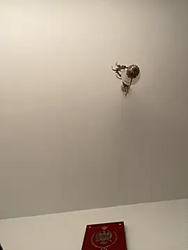 roohblak online show from 8, 2, 2026