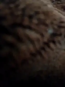 Snapshot of Priya_Bong chatting on 10, 11, 2025 Priya Bong online show from 10, 11, 2025