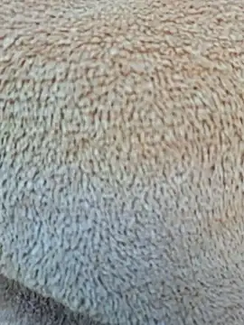 Snapshot of Priya_Bong chatting on 15, 1, 2026 Priya Bong online show from 15, 1, 2026