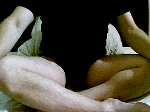 pollarikaaa online show from 2, 12, 2024